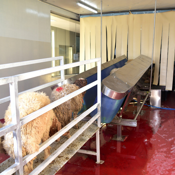 MEFE Sheep / Pig Restraining Stun Conveyor 3m Long