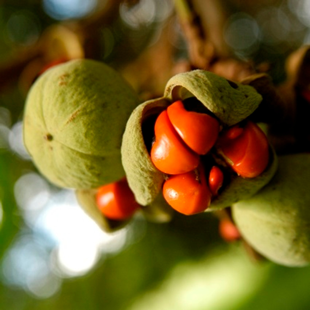 Mafura Butter Virgin Trichilia Oil Blossom Bulk Mafura Butter Virgin Trichilia Oil Blossom Bulk