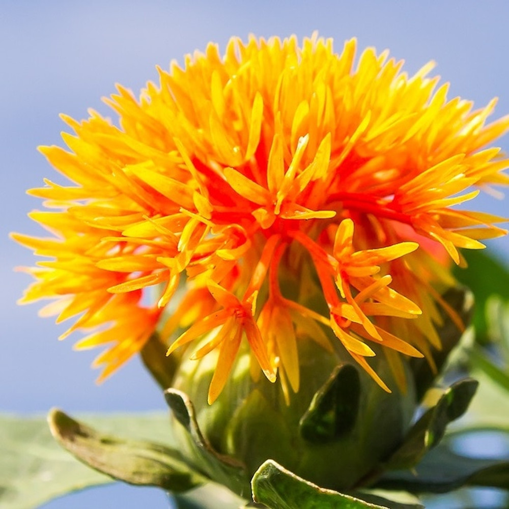100% Pure High Oleic Safflower Oil, Aromatherapy Carrier Oil