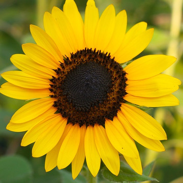 Sunflower Oil - Refined - Mid Oleic (High Linoleic)