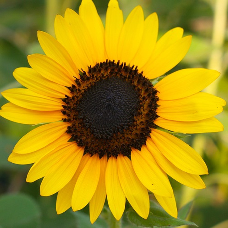 Sunflower Oil - Refined - Mid Oleic (High Linoleic)
