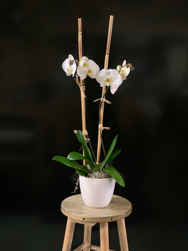 Phalaenopis Orchid 