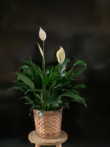 "Peace Lilly" Spathiphyllum - Medium