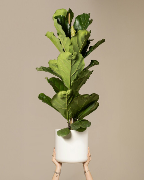 Fiddle Leaf Fig - Bulk edit updated 6-3 update
