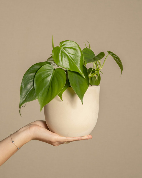 Pothos - Bulk edit updated
