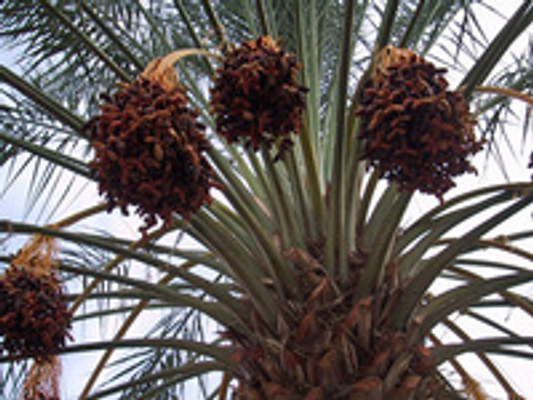 A Brief History on the Origin of Medjool Dates A Brief History on the Origin of Medjool Dates