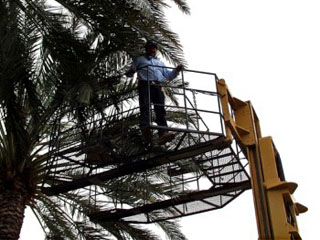 Basket Harvesting Dates