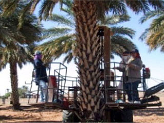 Basket Harvesting Dates