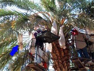 Basket Harvesting Dates