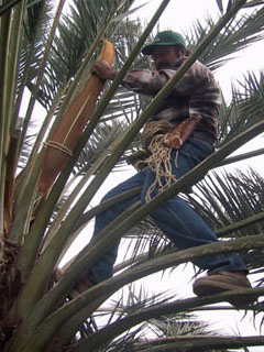 Collecting Date Pollen