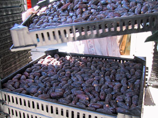 Ripe Dates