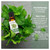 Cococare 100 Percent Natural Peppermint Massage Oil Rejuvenating Formula 1Oz (30ml)