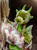 A green dragon plush toy stands upright against a white background, featuring horns, small wings with polka dots, segmented belly, and black-tipped claws on oversized feet.