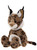 Loki Lynx