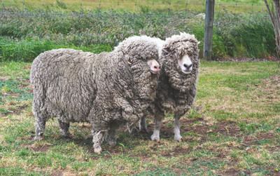 Moisture Wicking Explained: Why Wool Toppers Keep You Dry All Night