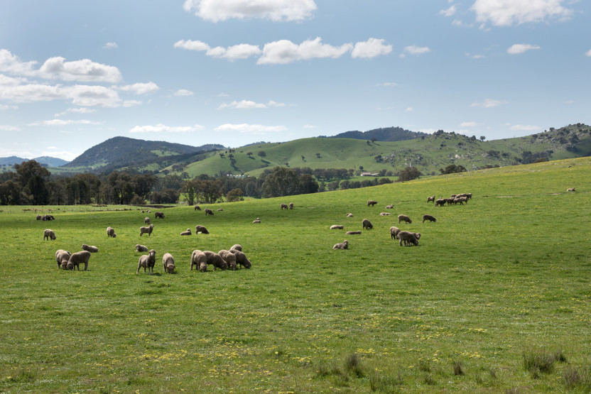 The Eco-Friendly Choice: Sustainable Practices in Wool Production