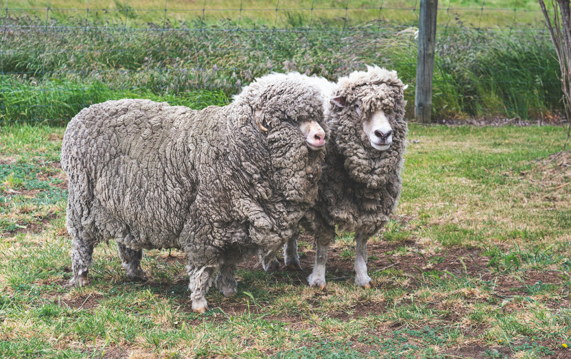 Moisture Wicking Explained: Why Wool Toppers Keep You Dry All Night