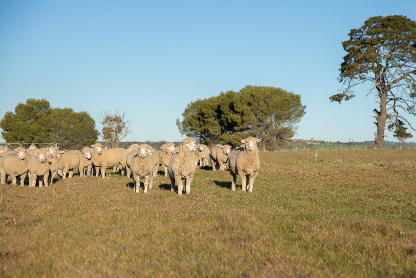 Woolstar's  Traceability Program