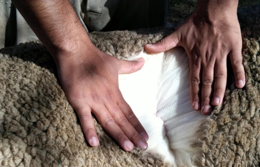 Why is Wool Better Than Polyester or Down? Why is Wool Better Than Polyester or Down?