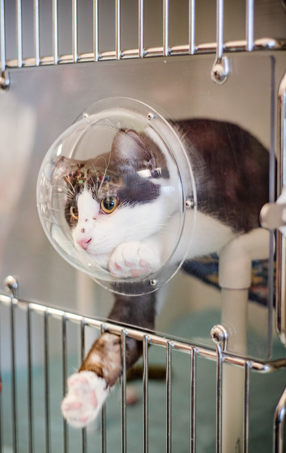 Cat playing with Viewing Dome