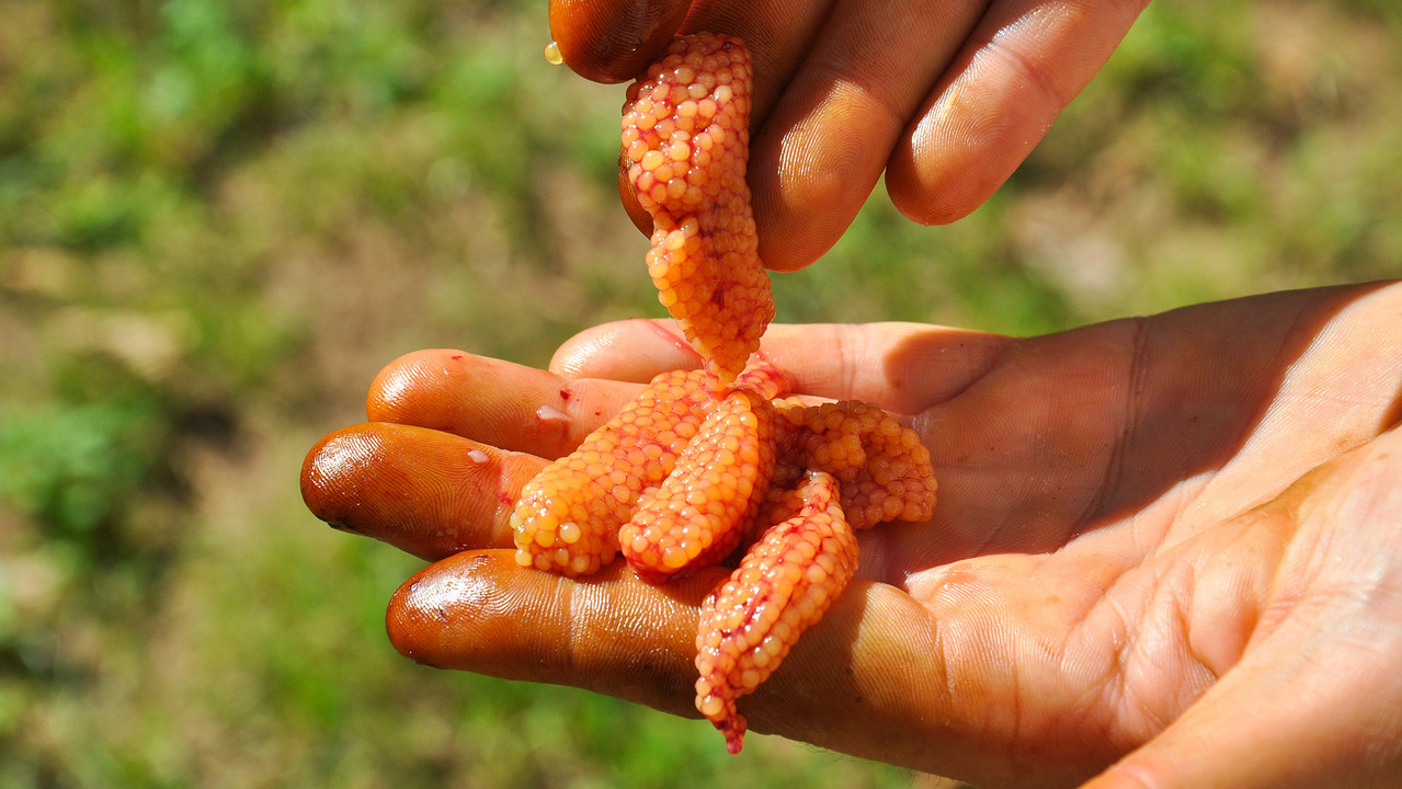 Curing Eggs for Salmon Fishing Curing Eggs for Salmon Fishing