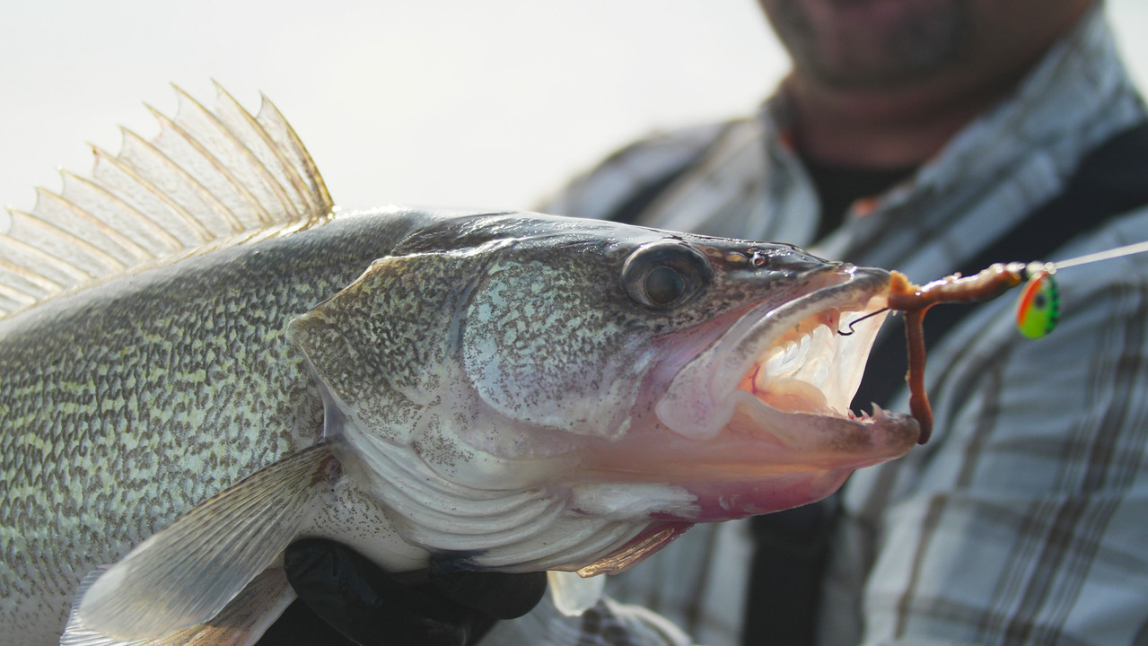 Walleye River Fishing