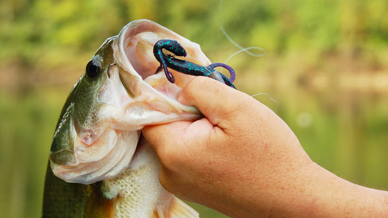 Popular Bass Fishing Techniques Popular Bass Fishing Techniques