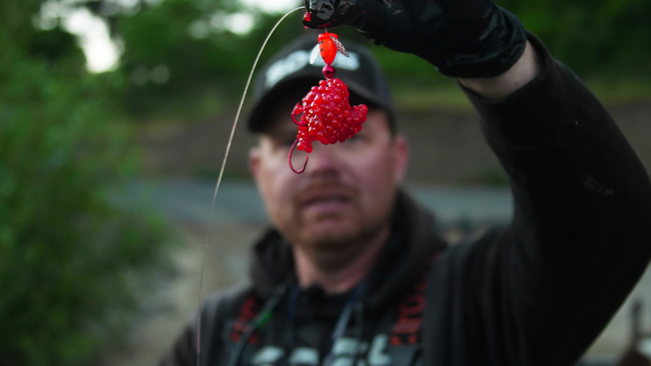 Fall Salmon Back Bouncing Fall Salmon Back Bouncing