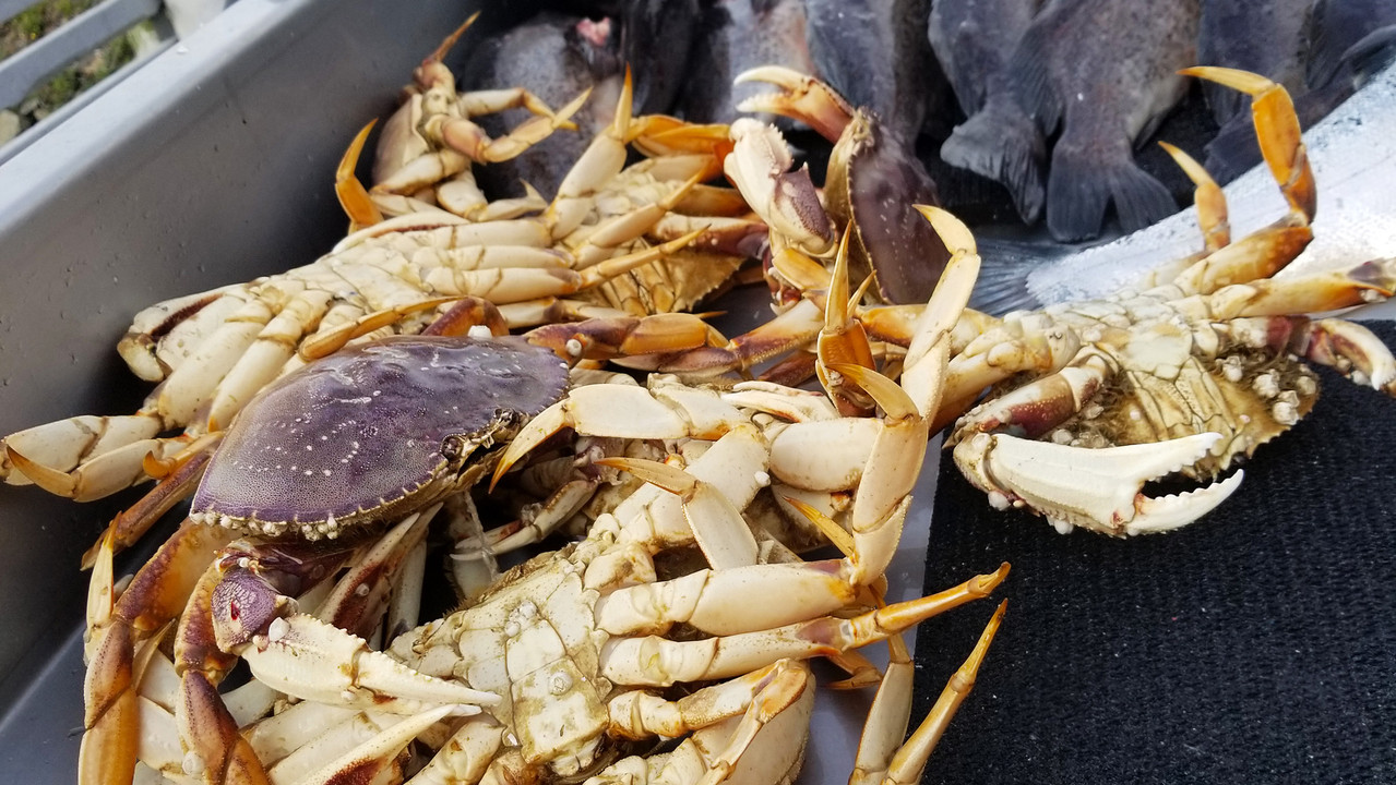 Harvesting Crab with Casting Traps