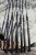 Lamiglas X-11 Series Spinning Rods - Graphite Handle Lamiglas X-11 Series Spinning Rods - Graphite Handle