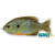 LiveTarget Hollow Body Sunfish Swimbait LiveTarget Hollow Body Sunfish Swimbait