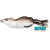 LiveTarget Hollow Body Mouse LiveTarget Hollow Body Mouse