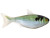 LiveTarget ICT Shad Unrigged Swimbait LiveTarget ICT Shad Unrigged Swimbait