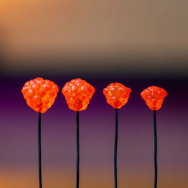 Elevated Tackle OG Egg Clusters