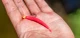 Daiwa Beam Worm VC Custom 2.3 - NEW FOR 2026