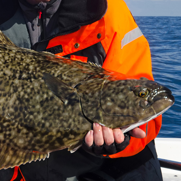 Halibut fishing
