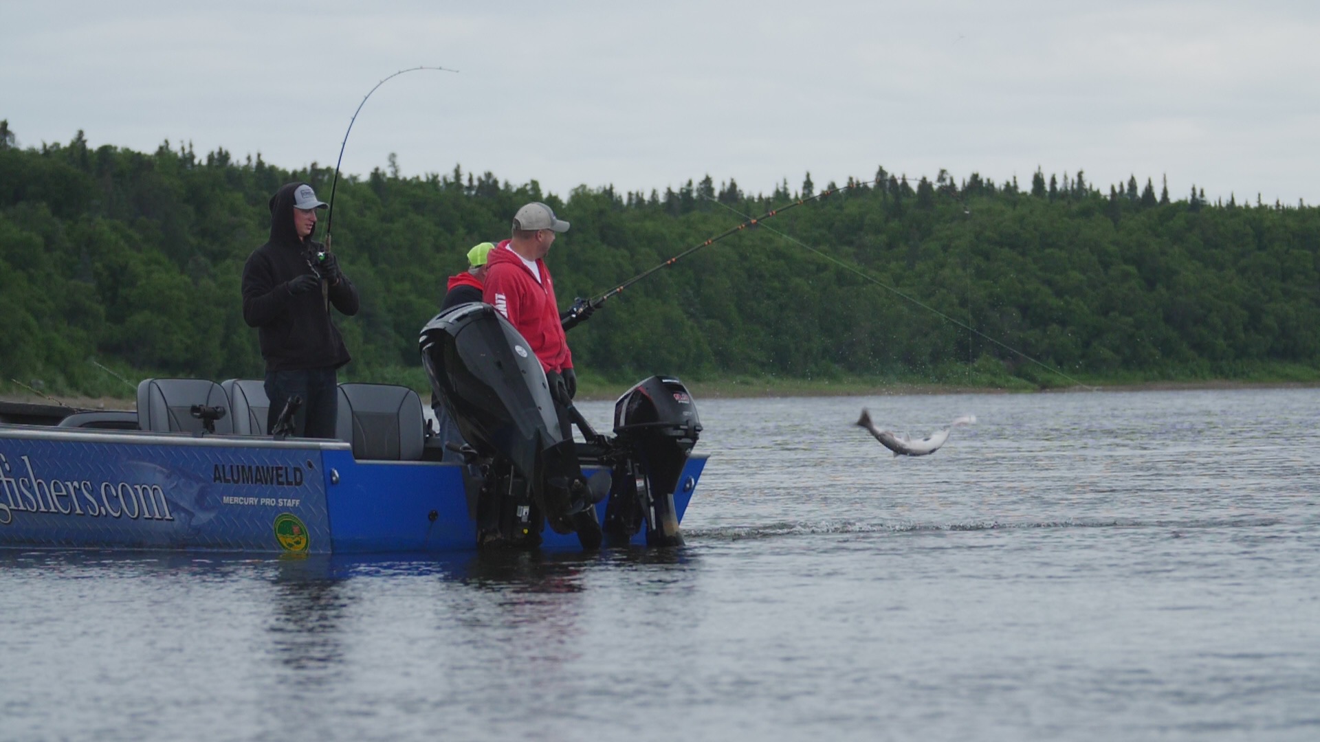 Fishing and catching salmon on the Nushagak river