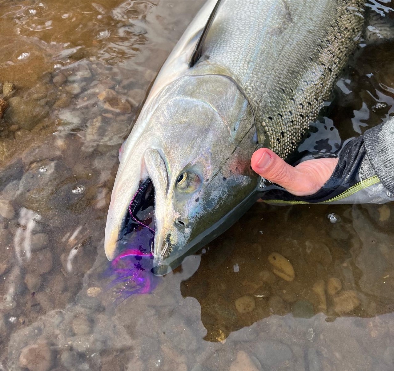 Person holding Chinook with a Bobber Down Jig