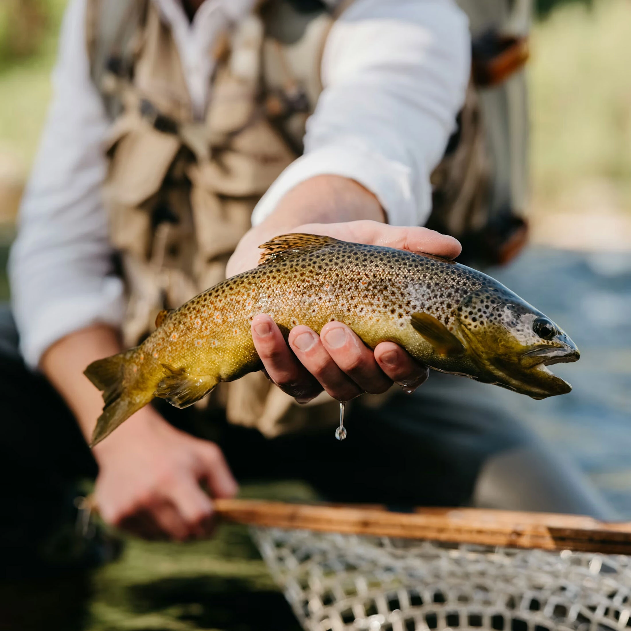Person holding a freshly caught brown trout above a fishing net near a river, water dripping from the fish.