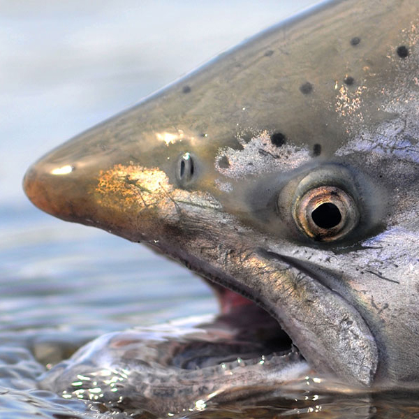 How to Tie Trolling Flies and MY HYBRID HOOCHIES For Kokanee and Chinook  Salmon! (In Depth) 