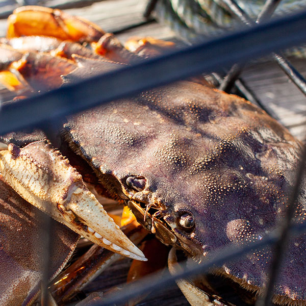 Shellfish