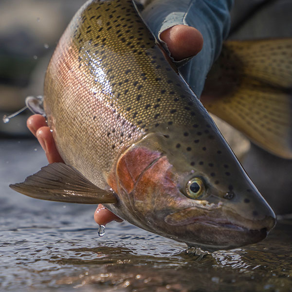 Steelhead fishing