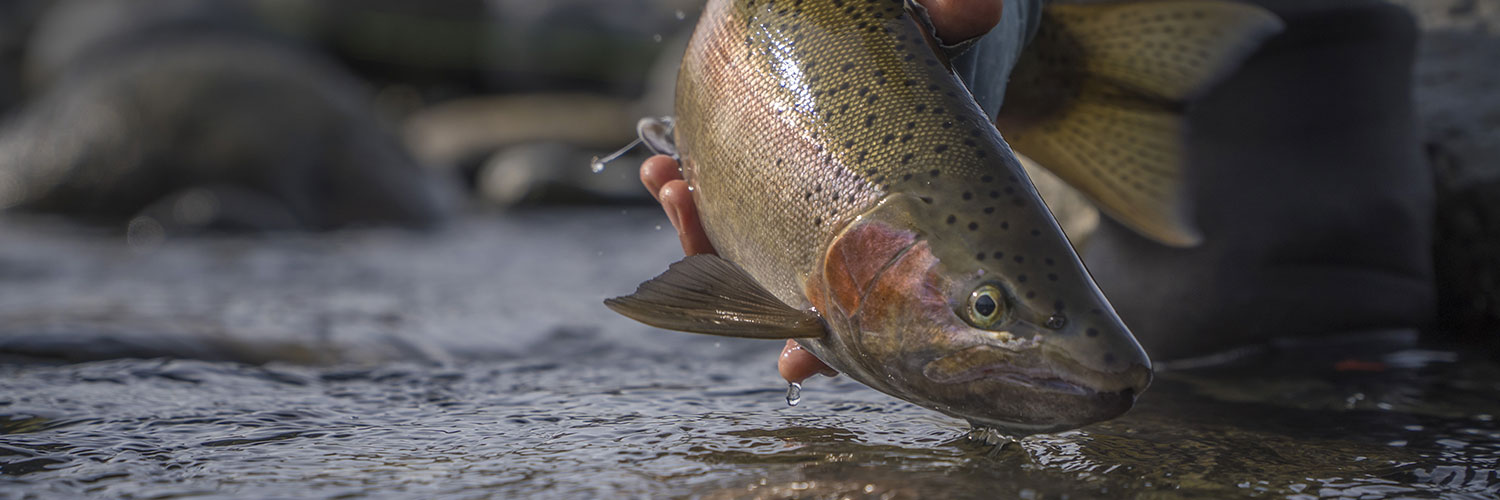 Species - Steelhead Fishing - Steelhead Lures - Page 1 - Fish-Field