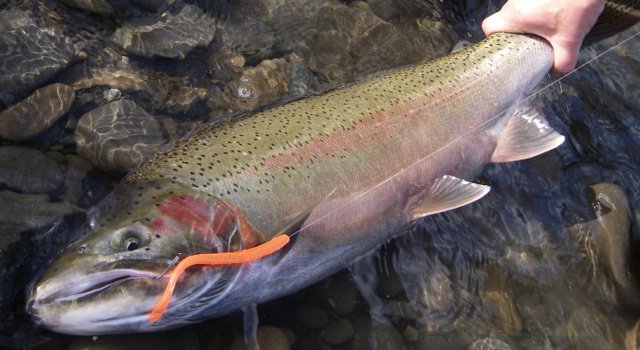 Steelhead Worms: Red/Black Tail