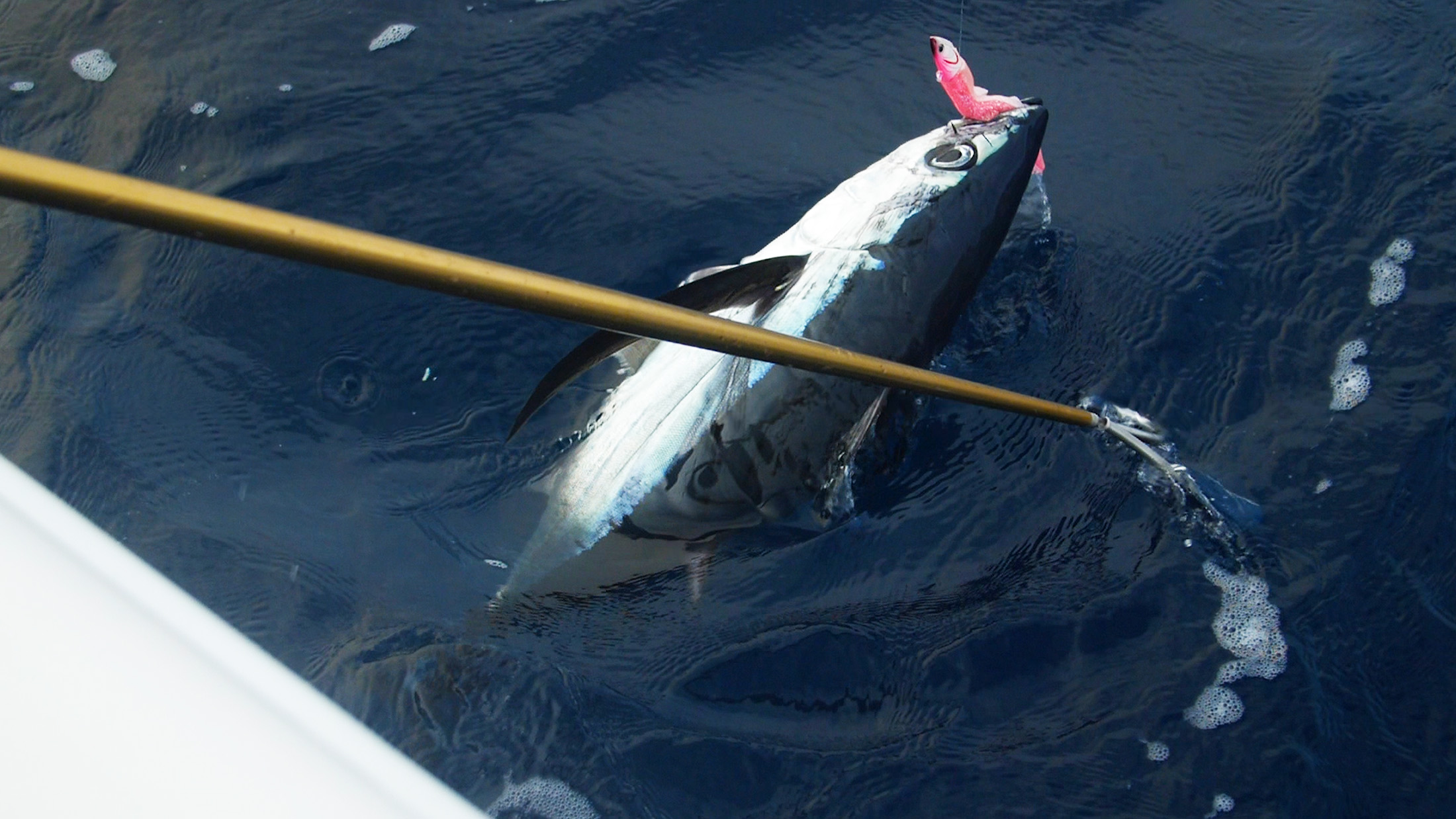 Albacore Tuna Lures & Accessories - Fish-Field Albacore Tuna Lures & Accessories - Fish-Field