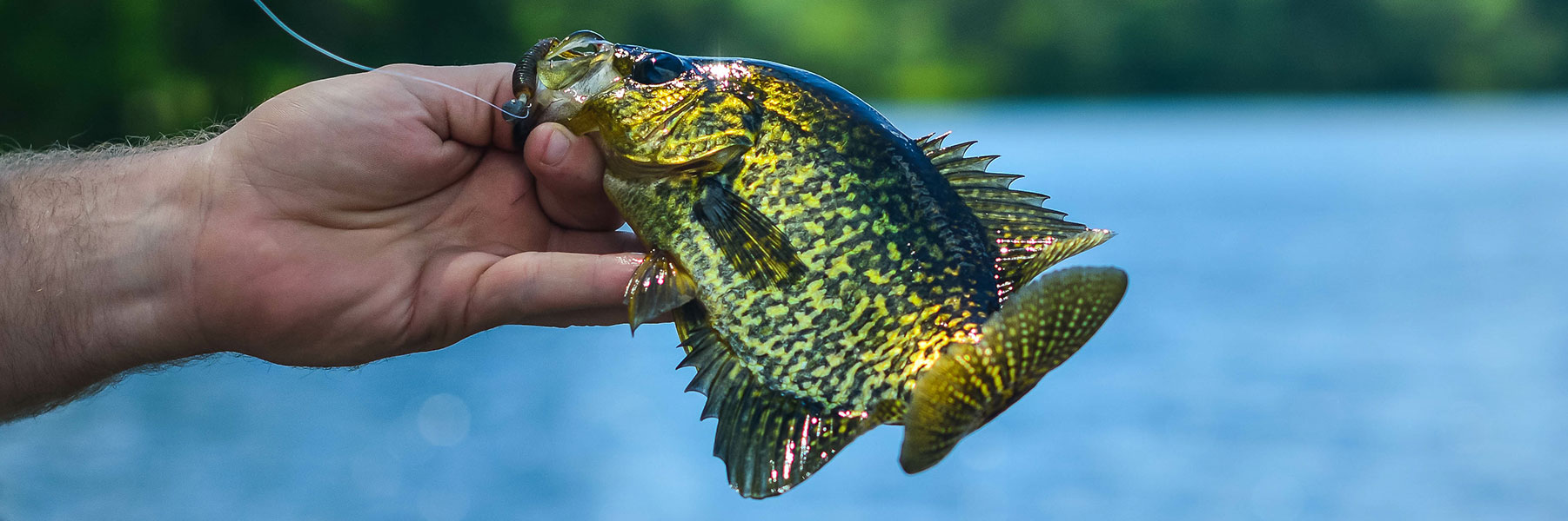 FINS Crappie Fishing Braid