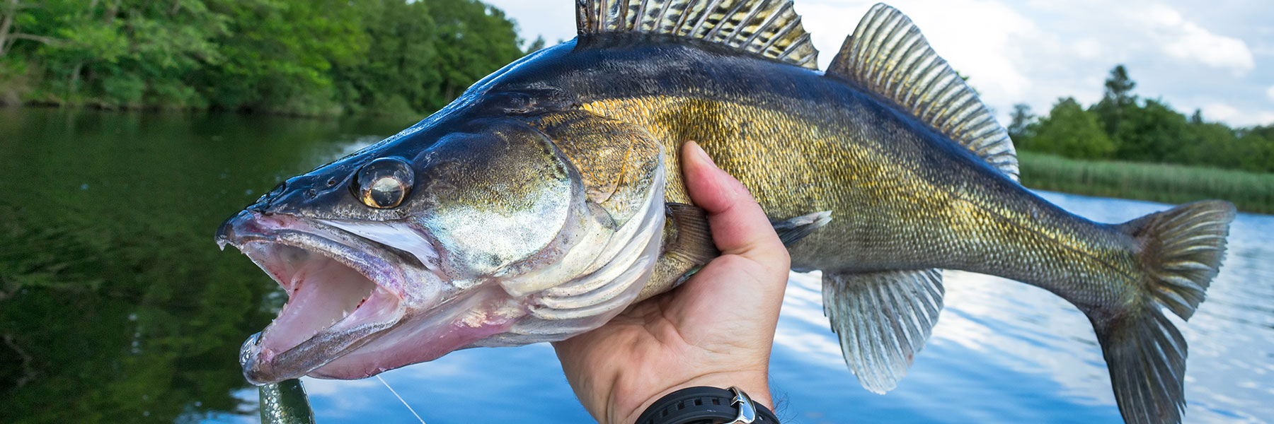 G. Loomis IMX Walleye Vertical Jig Rods