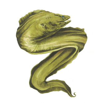 Anderillium Ichthyformes Series Fountain Pen Ink - Moray Eel Green 1.5 oz Anderillium Ichthyformes Series Fountain Pen Ink - Moray Eel Green 1.5 oz
