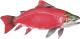 Anderillium Ichthyformes Series Fountain Pen Ink - Sockeye Salmon 1.5 oz