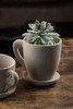 Concrete "Coffee Mug" Planter